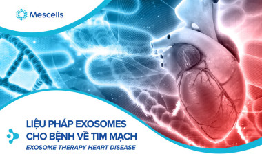 Adiponectin kích thích giải phóng exosomes làm tăng hiệu quả của liệu pháp tế bào gốc trung mô trong điều trị suy tim ở chuột