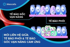Mối liên hệ giữa tế bào phổi và tế bào gốc vạn năng cảm ứng trong các nghiên cứu về COVID-19