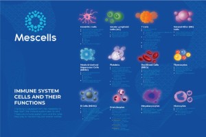Tìm hiểu về tế bào miễn dịch