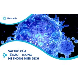 Tìm hiểu về tế bào T - Vai trò của tế bào T trong hệ thống miễn dịch
