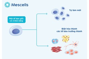 Các loại tế bào gốc và công dụng của chúng trong cơ thể người