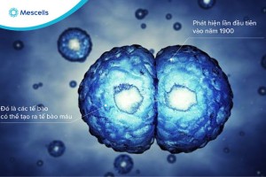 Sơ lược tế bào gốc và liệu pháp tế bào gốc