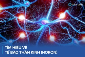 Tìm hiểu về tế bào thần kinh (Nơron) - Những tác nhân khiến nơron chết