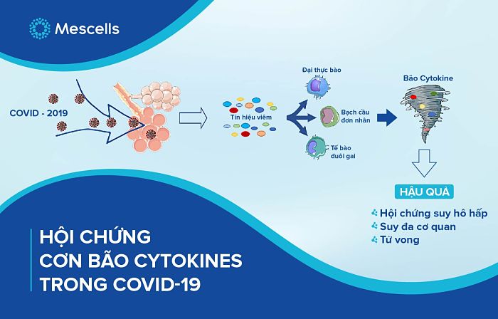 con-bao-cytokine-trong-covid-19-1-1