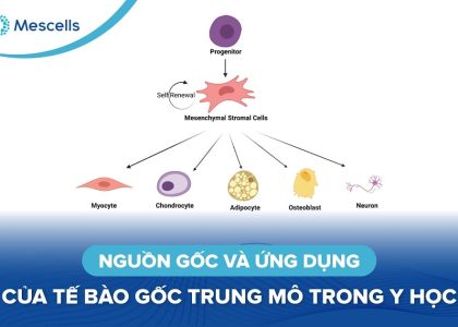 Nguồn gốc và ứng dụng của tế bào gốc trung mô-01