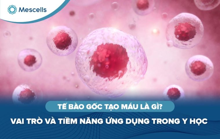 Tế bào gốc tạo máu là gì-01