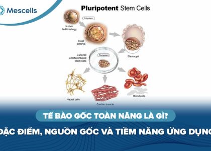 Tế bào gốc toàn năng là gì-01