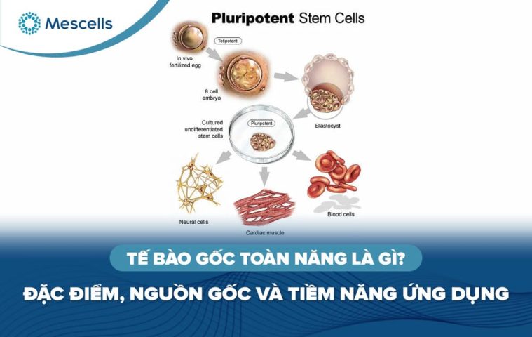 Tế bào gốc toàn năng là gì-01