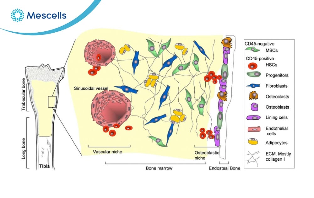 Tế bào gốc tủy xương-02