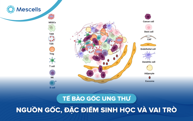 Tế bào gốc ung thư-01