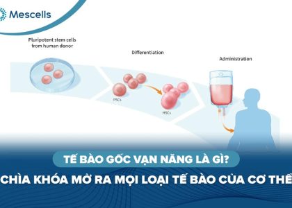 Tế bào gốc vạn năng là gì-01