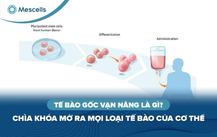 Tế bào gốc vạn năng là gì-01