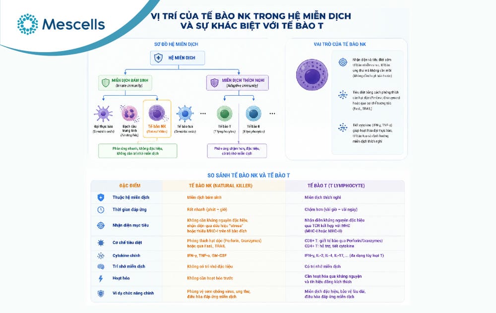 Xét nghiệm tế bào NK-02