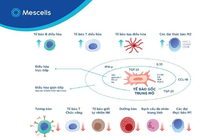 dieu-tri-covid-19-bang-te-bao-goc-3-1
