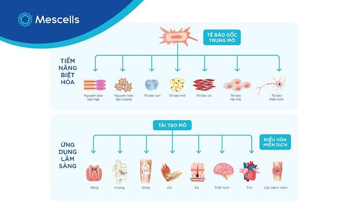 dieu-tri-covid-19-bang-te-bao-goc-2-1
