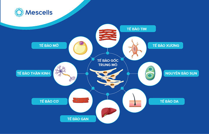 te-bao-goc-lay-tu-dau-2