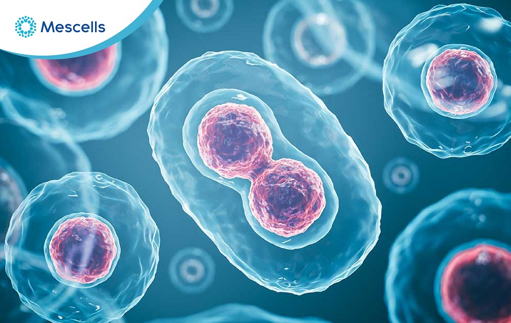 Liệu pháp tế bào gốc-04