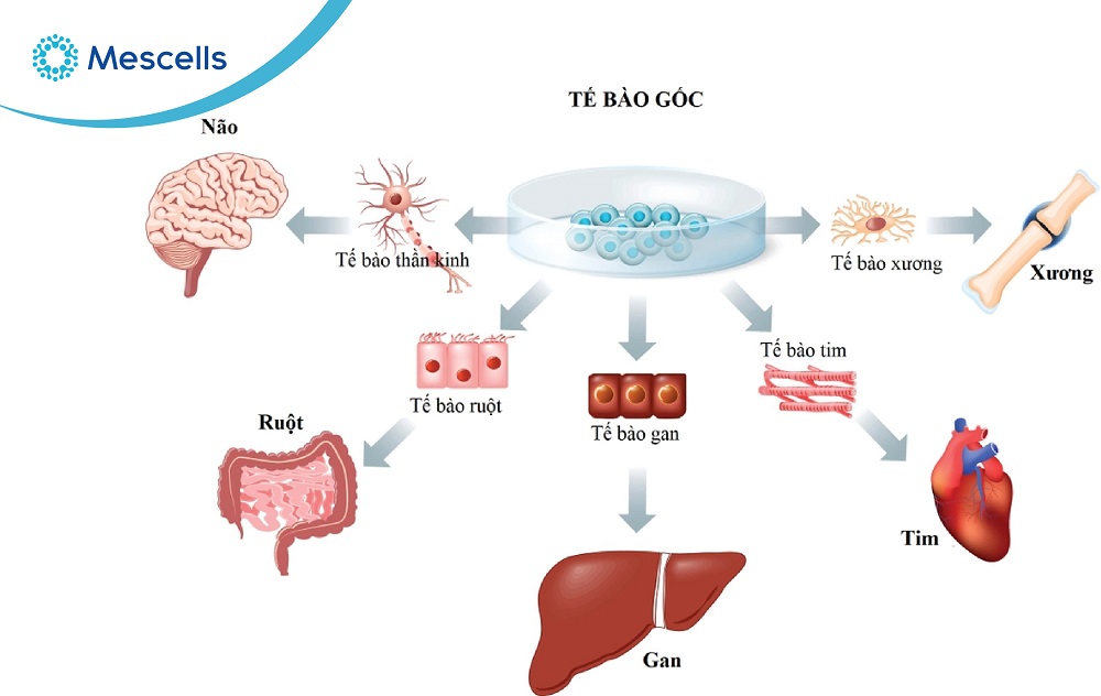 Liệu pháp tế bào gốc-05