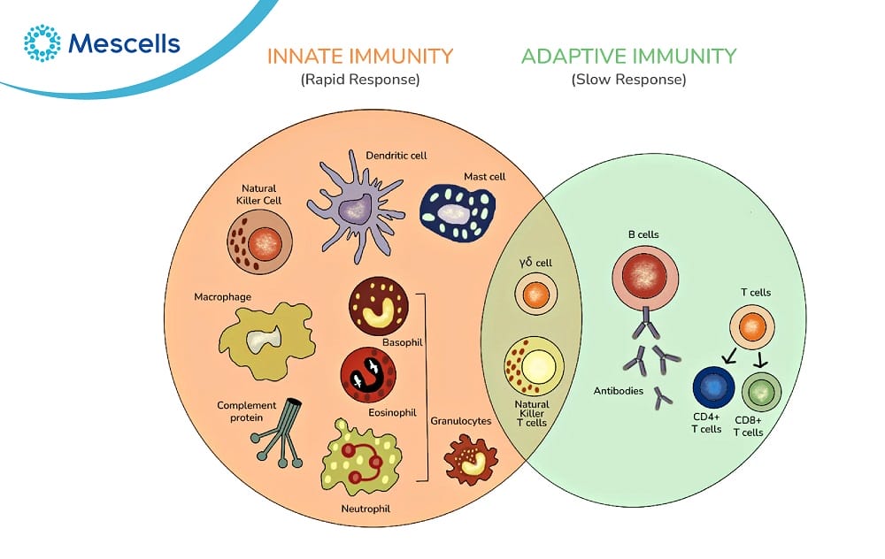 Miễn dịch đặc hiệu-02