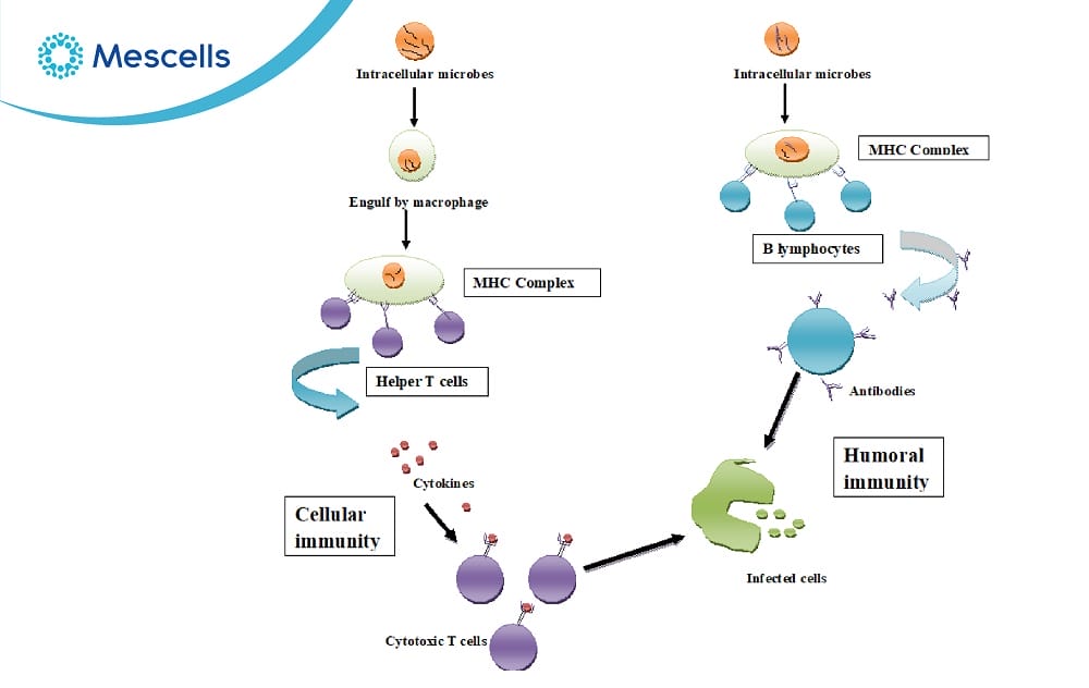 Miễn dịch đặc hiệu-03