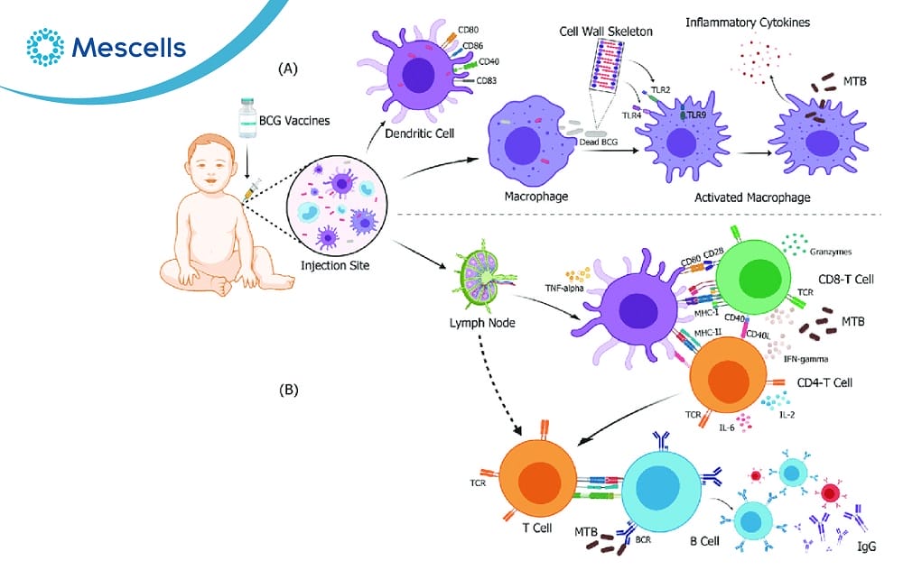 Miễn dịch đặc hiệu-04