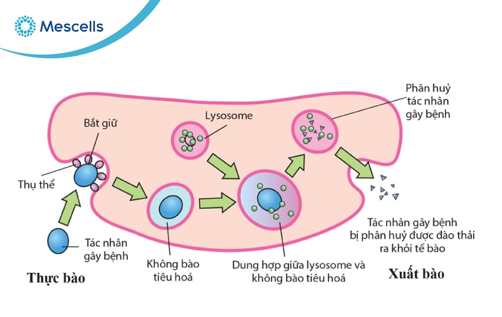 Miễn dịch không đặc hiệu là gì-04