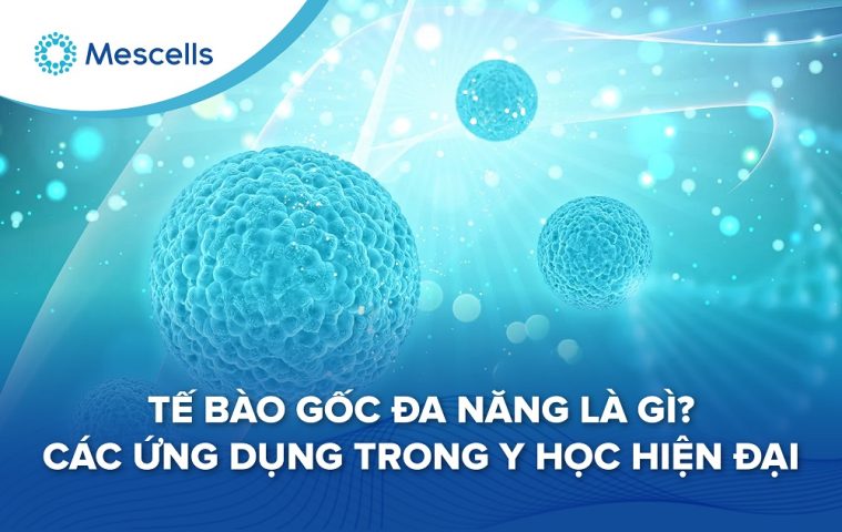 Tế bào gốc đa năng là gì-01