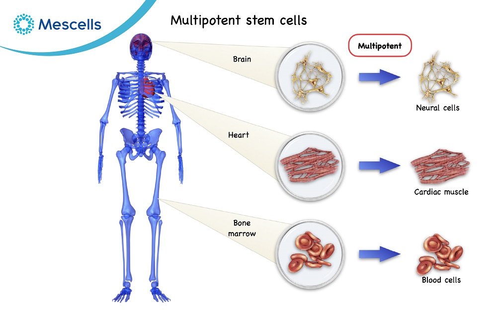 Tế bào gốc đa năng là gì-02