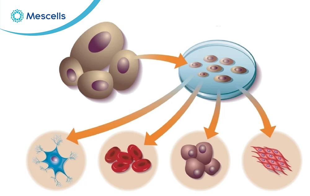 Tế bào gốc đa năng là gì-03