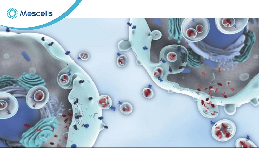 Tế bào gốc đa năng là gì-04