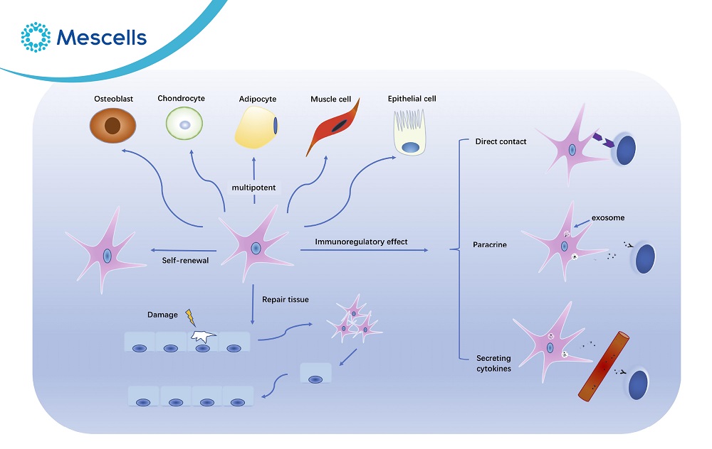 Tế bào gốc đa năng là gì-05