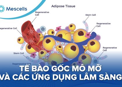 Tế bào gốc mô mỡ và các ứng dụng lâm sàng-01
