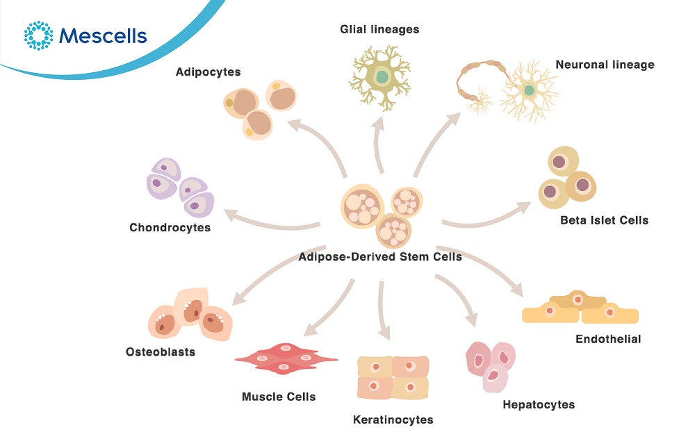 Tế bào gốc mô mỡ và các ứng dụng lâm sàng-03