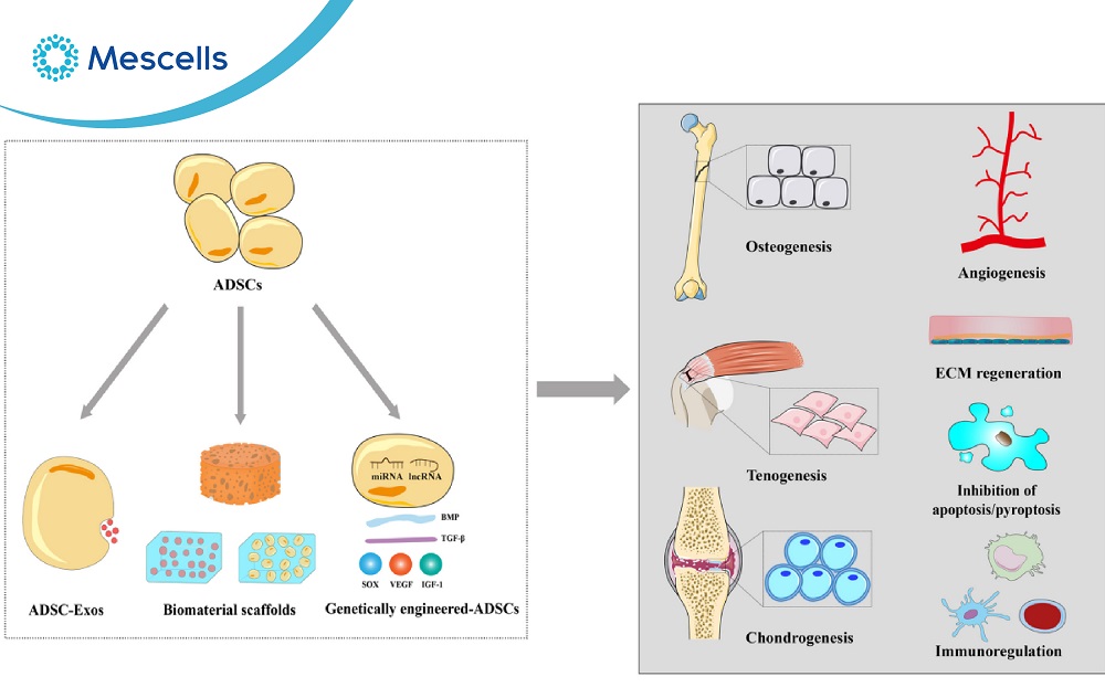 Tế bào gốc mô mỡ và các ứng dụng lâm sàng-05