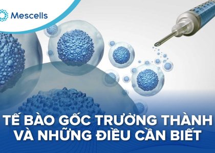 Tế bào gốc trưởng thành-01
