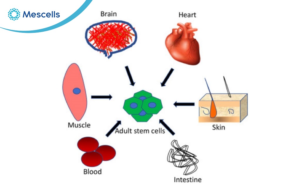 Tế bào gốc trưởng thành-02