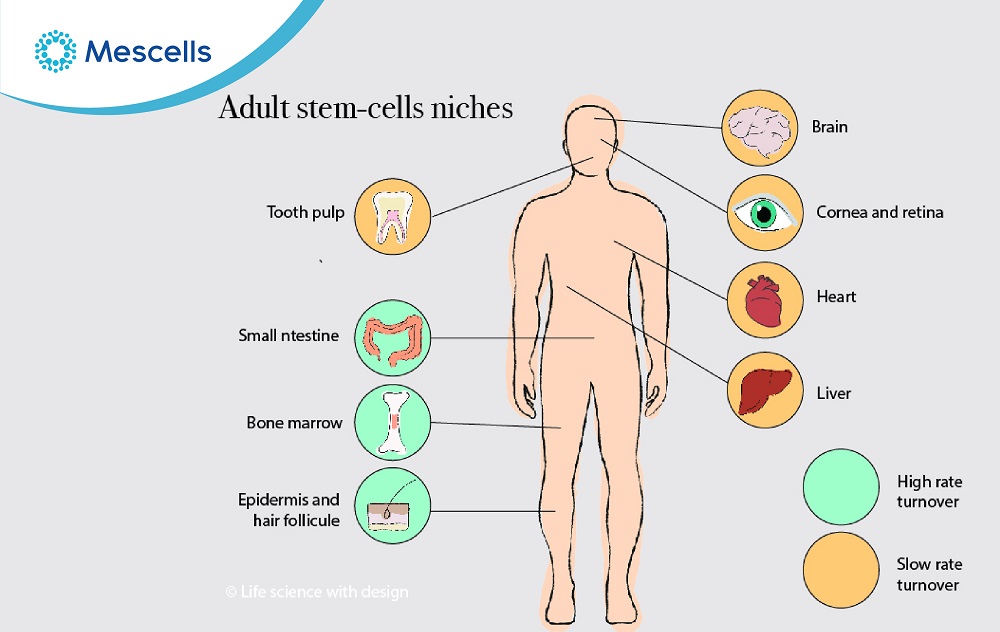 Tế bào gốc trưởng thành-03