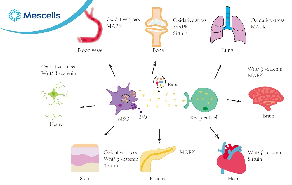 Tế bào gốc trưởng thành-04