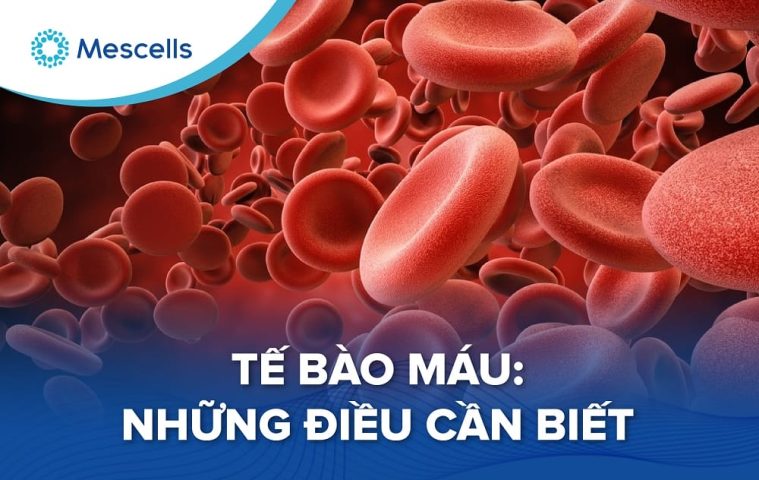 Tế bào máu Những điều cần biết-01