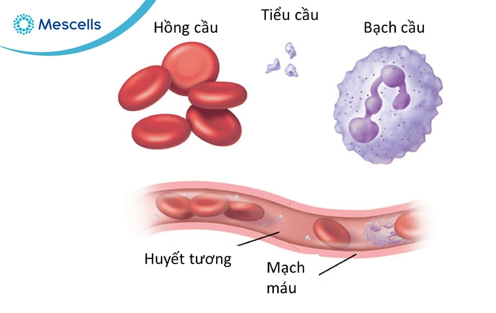 Tế bào máu Những điều cần biết-02