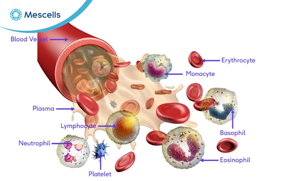 Tế bào máu Những điều cần biết-03