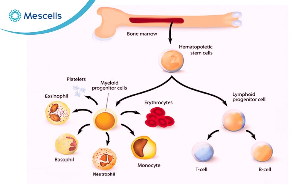 Tế bào máu Những điều cần biết-04