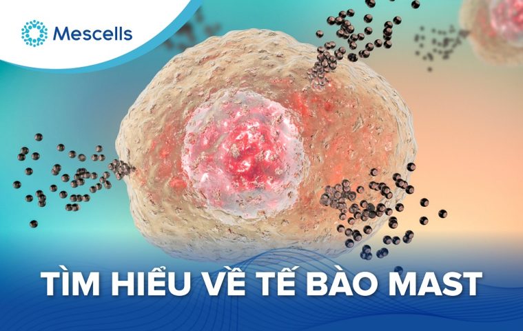 Tìm hiểu về tế bào mast-01