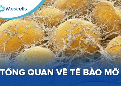 Tổng quan về tế bào mỡ-01