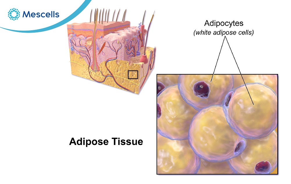 Tổng quan về tế bào mỡ-02