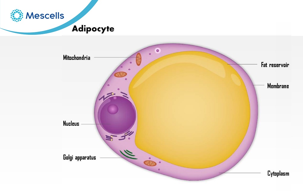 Tổng quan về tế bào mỡ-03