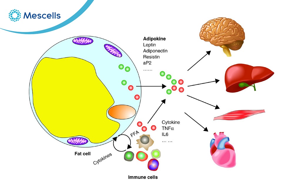 Tổng quan về tế bào mỡ-04