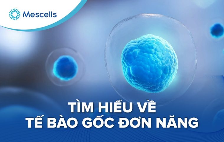 tế bào gốc đơn năng-01