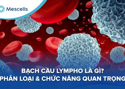 Bạch cầu lympho là gì-01