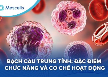 Bạch cầu trung tính-01